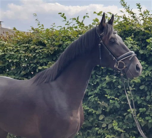 FB_IMG_1571494460321